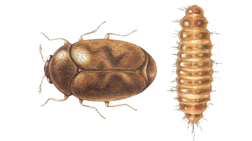Avustralya Khapra Böceği (Trogoderma granarium)